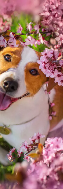 A vibrant bouquet features yellow roses, purple tulips, pink roses, spiky blue thistles, and round yellow flowers, arranged densely together.