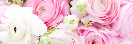 Close-up of pink and white ranunculus flowers clustered together, with detailed petals and green buds, showcasing intricate natural textures and vibrant colors.