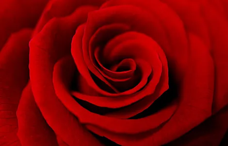 Close-up photograph of a rose representing love & respect