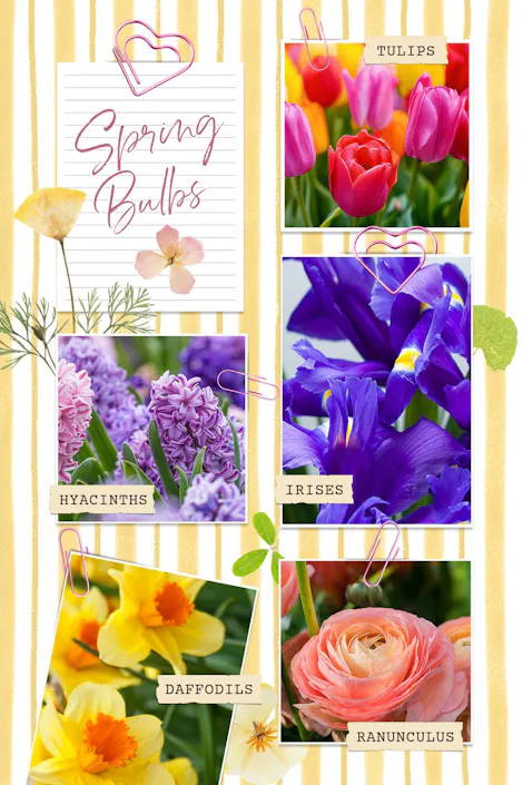 Spring bulbs collage graphic featuring tulips, hyacinths, irises, daffodils, and ranunculus flowers
