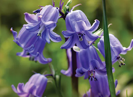 Purple spanish bluebells blooming on delicate stems in spring woodland garden