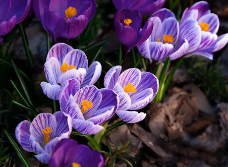Purple and white crocus flowers with yellow centers blooming in spring garden