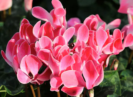 Pink cyclamen flowers with delicate petals blooming among green leaves