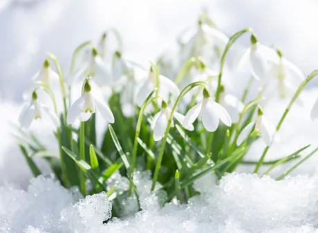 White snowdrop flowers blooming through melting snow in early spring garden