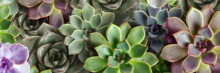 Succulent plants, in varying shades of green, purple, and gray, are tightly grouped together, displaying their rosette-like leaf patterns. The context is a close-up shot emphasizing their diverse colors and textures.
