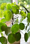 Bright green leaves spill from a wall-mounted planter