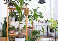 Bright green leaves spill from a wall-mounted planter