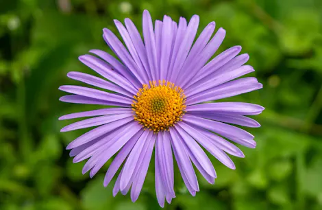 Purple aster with a vibrant yellow center blooming amidst a lush, green background.
