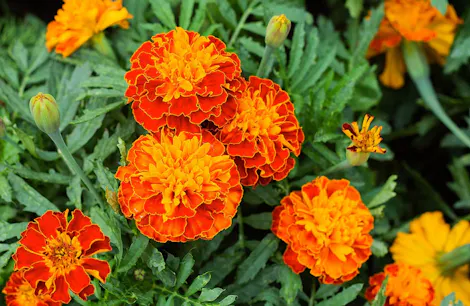 Bright orange marigold flowers cluster together in varied stages of bloom amid deep green leaves in a sunlit garden setting.