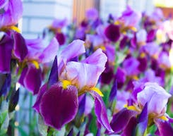 Iris