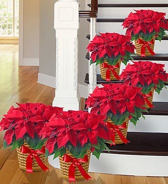 Perfect Poinsettias For The Holiday Office Central Square Florist