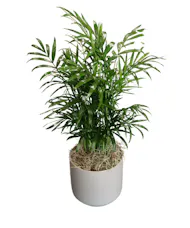 Mini Neanthe Bella Palm