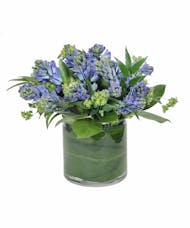 Fragrant Blue Hyacinth