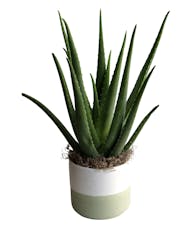 Aloe in Ceramic