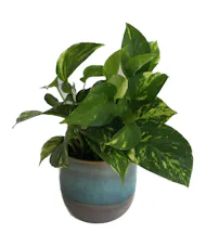 Mini Pothos in Pot