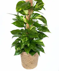 Pothos Plant on Bark