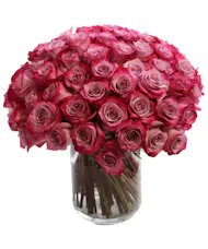 Regal Roses