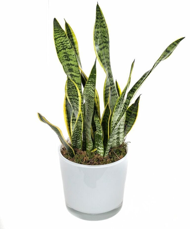 Snake Plant in Glass Pot in Boston, MA