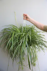 Hanging Spider Plant