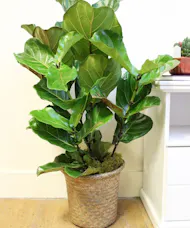 Fiddle Leaf Fig Bush
