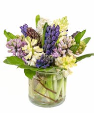 Assorted Fragrant Hyacinth