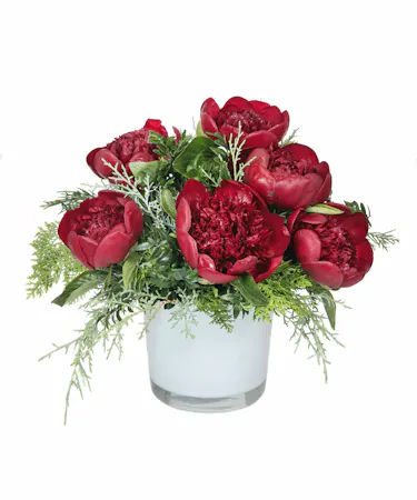 Holiday Peonies in Boston, MA