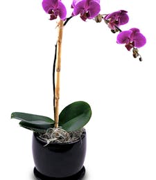 Lavender Phalaenopsis Orchid in Ceramic