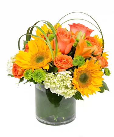 Autumn in Boston design features sunflowers, lilies and hydrangeas. Designed in a cylinder vase with a leaf-line. Bring in the joy of autumn in the city with this arrangement. 