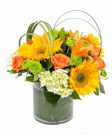 Autumn in Boston design features sunflowers, lilies and hydrangeas. Designed in a cylinder vase with a leaf-line. Bring in the joy of autumn in the city with this arrangement. 