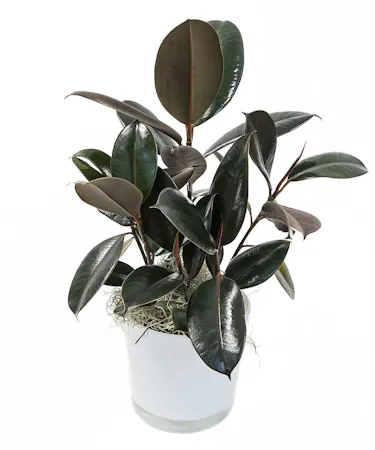 Rubber Plant in Ceramic in Boston, MA