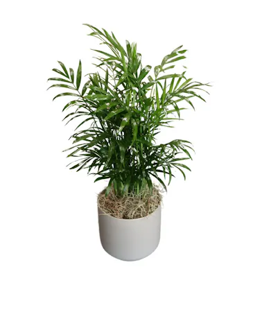 Mini Neanthe Bella Plant