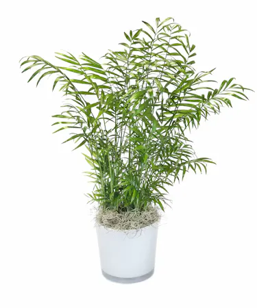 Neanthe Bella Palm in Boston, MA