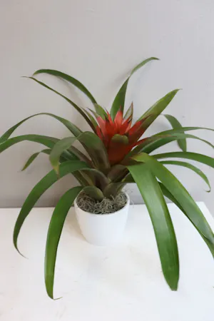 Bromeliad in White Ceramic in Boston, MA