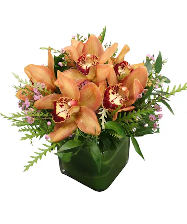 Cymbidium Orchids in Boston, MA