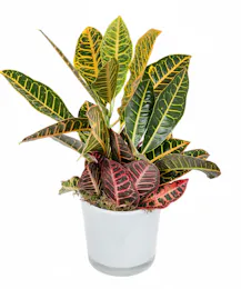 Croton Plant in Ceramic