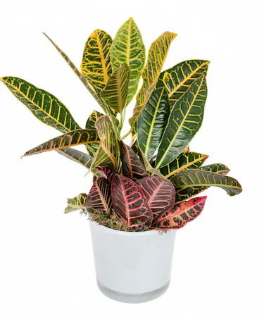 croton plant in ceramic planter