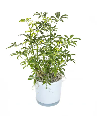 Hawaiian Schefflera in Boston, MA