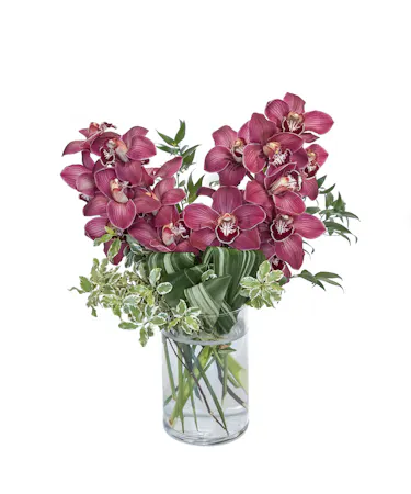 Burgundy Cymbidium Orchids in Boston, MA