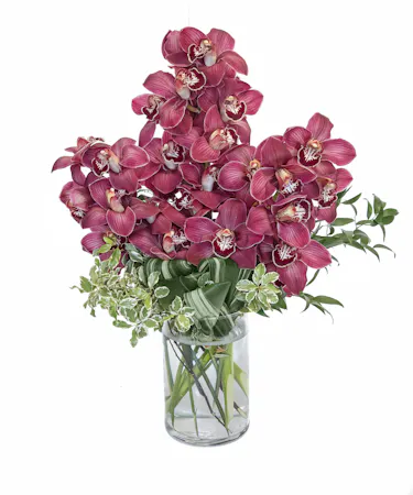 Burgundy Cymbidium Orchids in Boston, MA