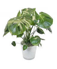 Philodendron Monstera