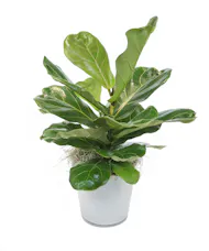 Fiddle Leaf Lyrata in Ceramic