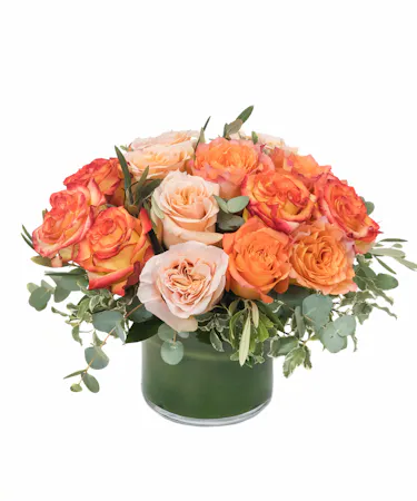 Autumn Roses in Boston, MA