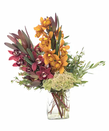 Autumn Mini Cymbidium Orchid Duo/Trio in Boston, MA 