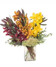 Autumn Mini Cymbidium Orchids