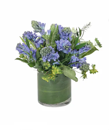 Fragrant Blue Hyacinth in Boston, MA