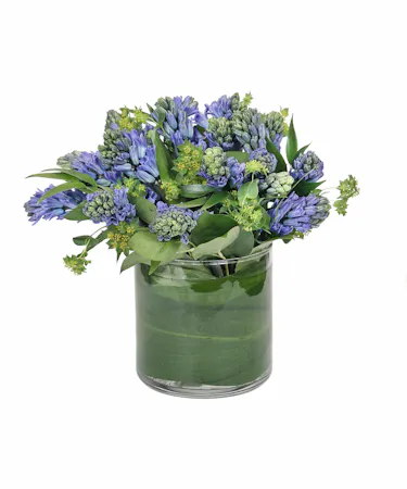 Fragrant Blue Hyacinth in Boston, MA