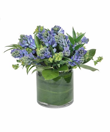 Fragrant Blue Hyacinth