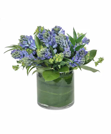 Fragrant Blue Hyacinth in Boston, MA