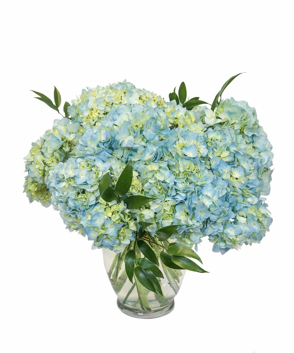 Summer Dreams Hydrangea In Boston MA L Central Square Florist   CSFKyleKleinKK48420 20100264558 