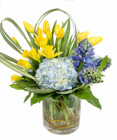 Tulip, Daffodil, Hyacinth, Hydrangea in Boston, MA - Central Square Florist